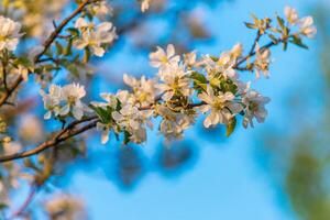 vår blomma, gren av en blomstrande äpple träd på trädgård bakgrund foto