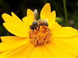 närbild bi pollinerar gul blomma i vacker trädgård foto