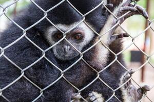 ledsen gibbon Bakom de bur foto