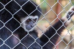 olycklig uttryck gibbon foto