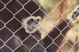 olycklig uttryck gibbon foto