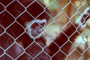 olycklig uttryck gibbon foto