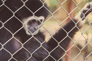 olycklig uttryck gibbon foto
