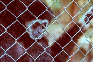 olycklig uttryck gibbon foto