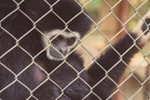 olycklig uttryck gibbon foto