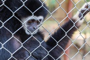 olycklig uttryck gibbon foto