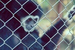 olycklig uttryck gibbon foto