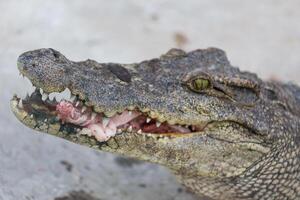 krokodil äta kött foto