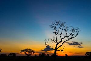 stor träd silhuett solnedgång foto