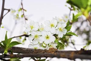 de körsbär träd är i blomma foto