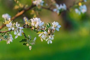 vår blomma, gren av en blomstrande äpple träd på trädgård bakgrund foto