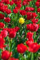 de tulpaner, blomning i en trädgård. färgrik blommor foto