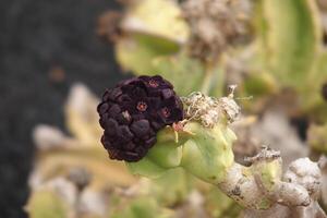 original- kaktus blomma i svart med närbild i de trädgård foto