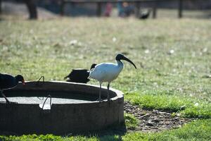 australiska vita ibis foto