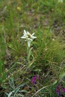 berg blomma, edelweiss foto