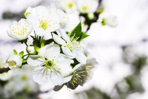 de körsbär träd är i blomma foto