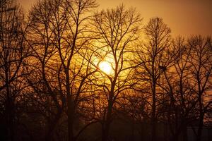 Sol uppsättningar mellan bar grenar silhuett foto
