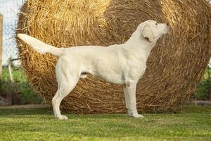 labrador hund Framställ 3 foto