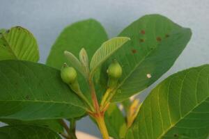 de blommor från kristall guava är startande till växa väl foto