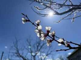 skön blommig vår abstrakt bakgrund av natur. grenar av blomstrande aprikos makro med mjuk fokus på mild ljus blå himmel bakgrund. för påsk och vår hälsning kort med kopia Plats foto