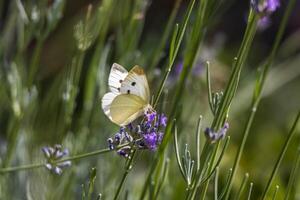 stänga upp Foto av en fjäril dricka nektar från en blomma