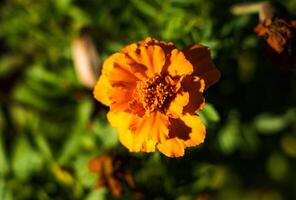 makro Foto av en eldig orange blomma