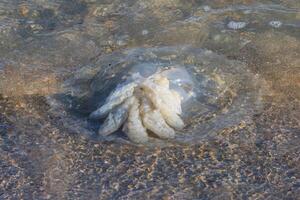 stänga upp Foto av stor gelé fisk tvättades upp på de hav Strand