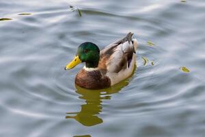 stänga upp Foto av en vild Anka simning i en sjö