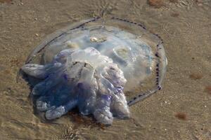stänga upp Foto av stor gelé fisk tvättades upp på de hav Strand