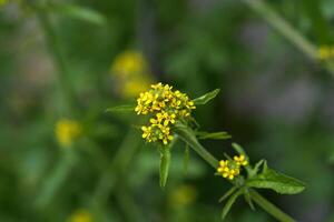 vinterkrasse, grupp av mycket liten gul blommor foto