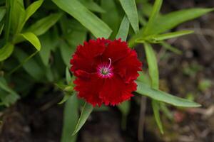 dianthus eller ljuv william foto