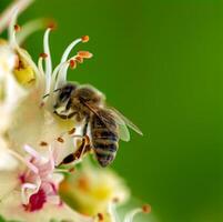 bi på en blomma av kastanj aesculus hippocastanum med djup grön bakgrund på solig dag foto