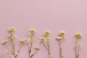 flera vild med små vit blommor på en rosa bakgrund anordnad jämnt, abstraktion, bakgrund foto