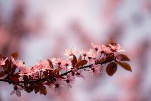 en gren av rosa blommor med en suddigt bakgrund foto