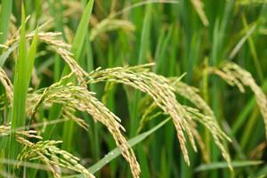 grön ris fält bakgrund stänga upp skön gul ris fält mjuk fokus foto