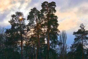 skymning, tystnad. koppar tall träd, molnig himmel, miljö Sol foto