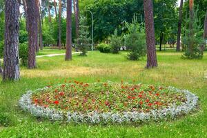 trädgårdsarbete, landskapsarkitektur. blomma säng på de gräsmatta i en sommar offentlig parkera foto