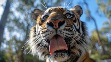 närbild av majestätisk tiger ansikte med tunga slick foto