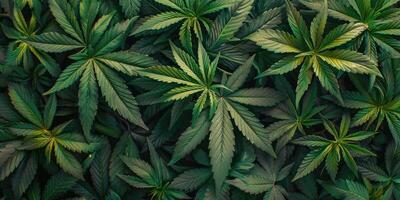 cannabis textur marijuana blad lugg bakgrund foto