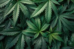 cannabis textur marijuana blad lugg bakgrund foto