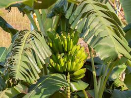 stänga upp skön knippa av grön organisk bananer på träd i bruka fast egendom foto
