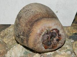 makro Foto av en kokos den där är fortfarande intakt kommer från en lång träd och vanligtvis kan leva på olika höjder