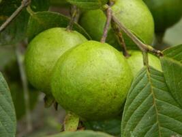 makro Foto av guava frukt fortfarande hängande från de stjälk och stam av dess förälder i tropisk områden.