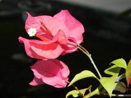 makro foton av växter bestå av löv, stjälkar och framförallt blommor. de skön blommor är rosa och mycket uppfriskande till de ögon