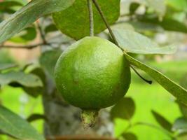 makro Foto av guava frukt fortfarande hängande från de stjälk och stam av dess förälder i tropisk områden.