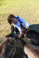 skön flicka med känguru i de nationell parkera, Brisbane, Australien foto