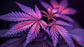 cannabis löv. cannabis marijuana lövverk med en lila rosa färgton på en svart bakgrund. foto