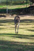 känguru i de nationell parkera, Brisbane, Australien foto