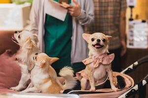 chihuahua hund i en klänning i barnvagn. foto