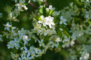 grenar av ett blommande äppelträd foto